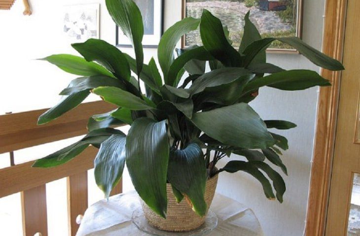 аспидистра