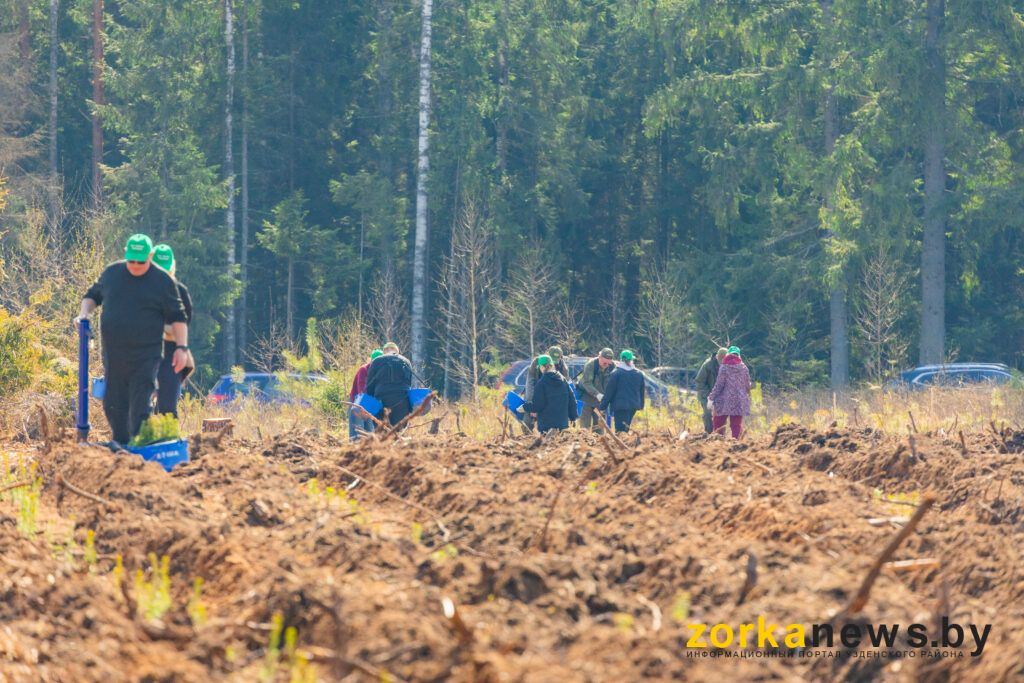 посадка леса