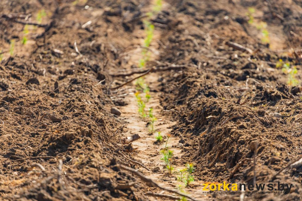 саженцы посажены