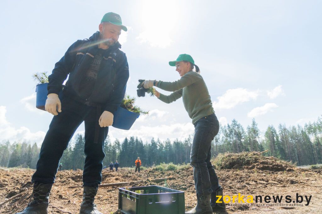 посадка леса Узденский район