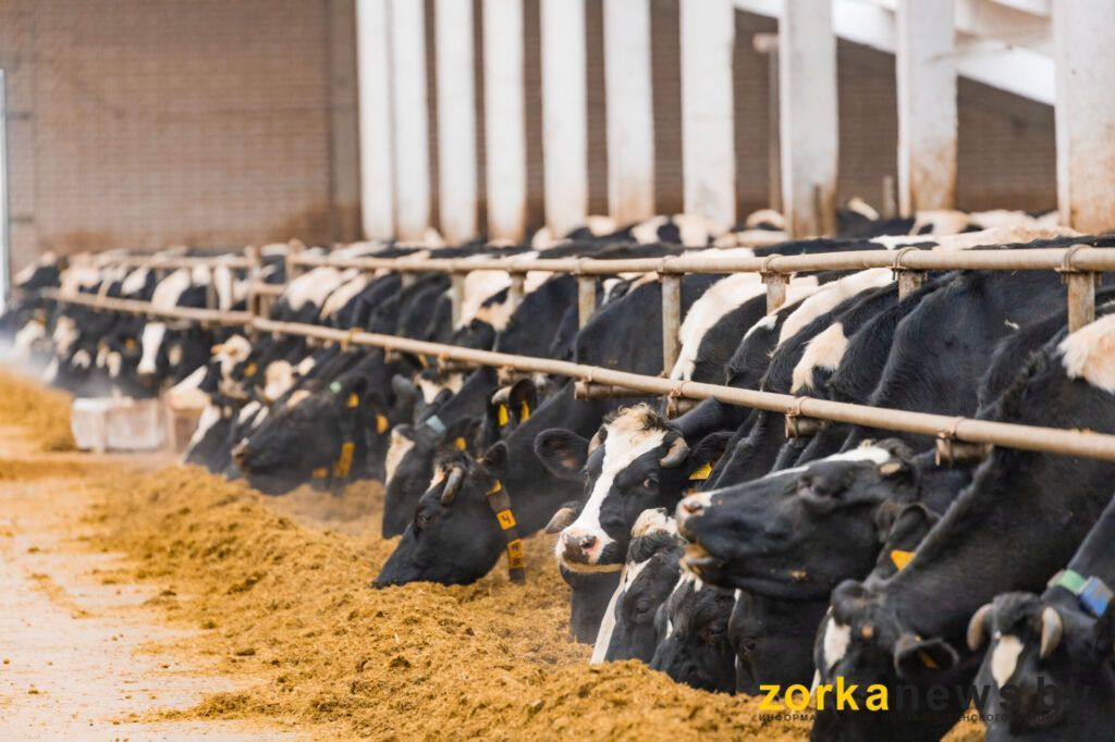 Надои выросли, привесы увеличились. Как сработали сельхозорганизации Узденского района