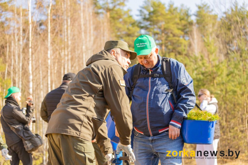 посадка деревьев