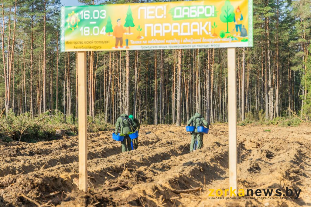 Более 15 тысяч саженцев сосны посадил Государственный секретариат Совета Безопасности в Узденском районе