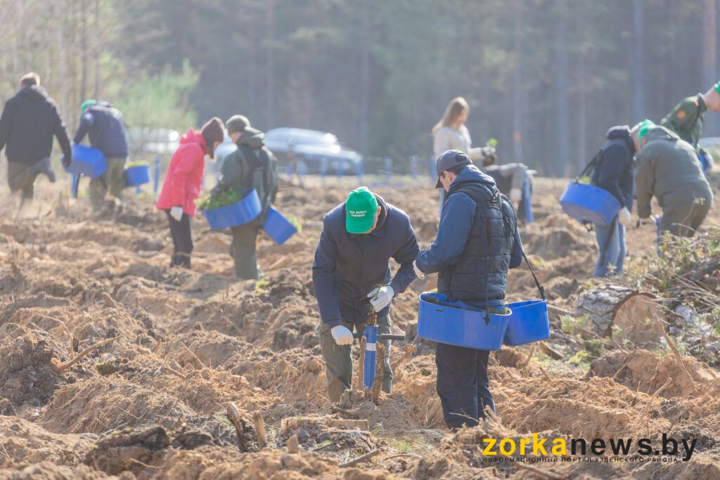 в лесу на делянке
