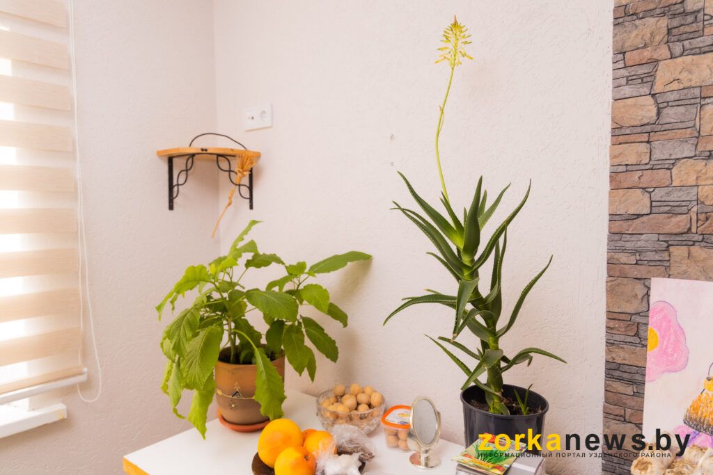 домашние растения