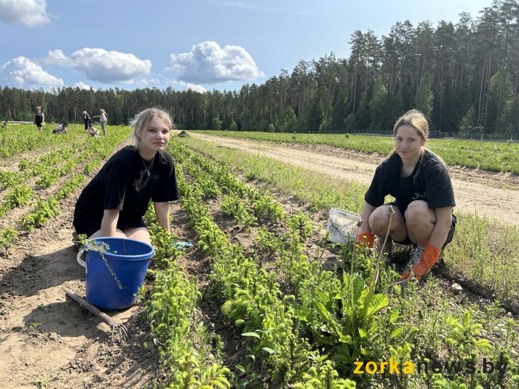 Где могут работать несовершеннолетние в Узде: летние вакансии для подростков