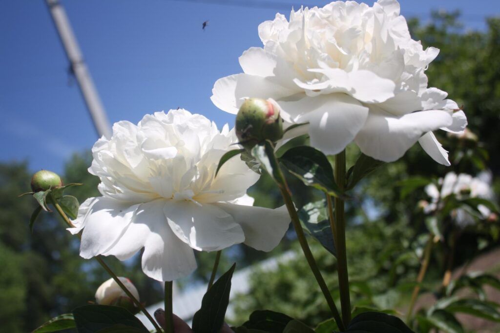 Чем подкормить пионы весной: 3 правила для роскошного цветения