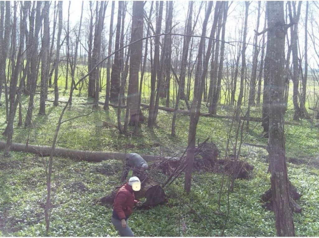 Штраф до 30 базовых величин: фотоловушки поймали сборщиков черемши в Узденском районе