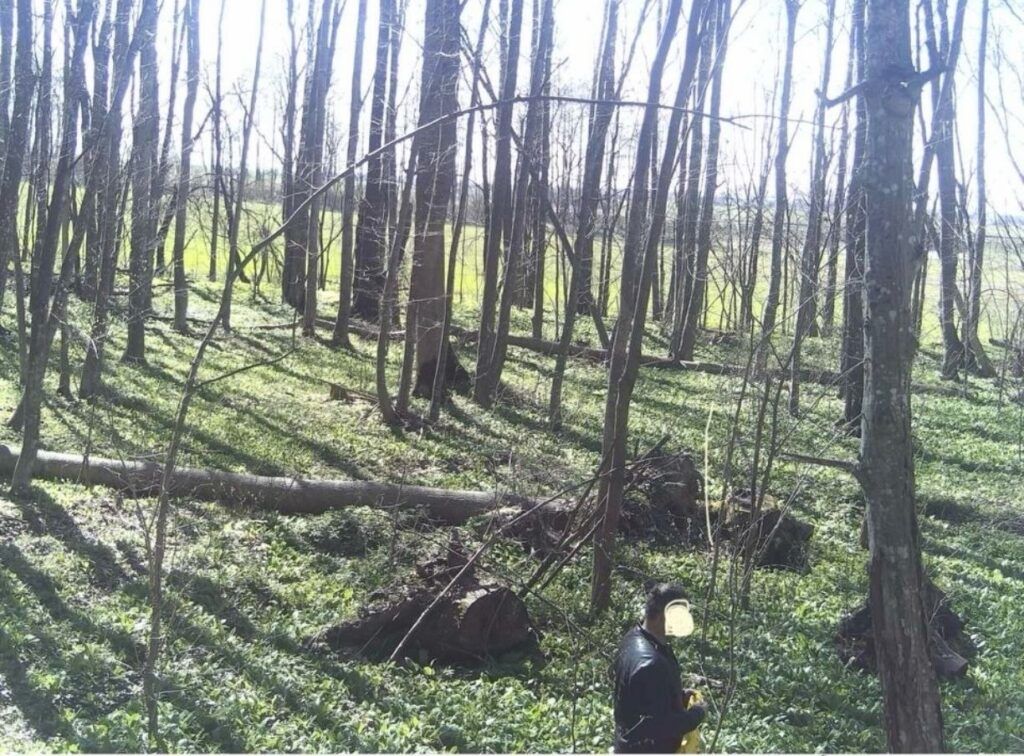 сборщик черемши