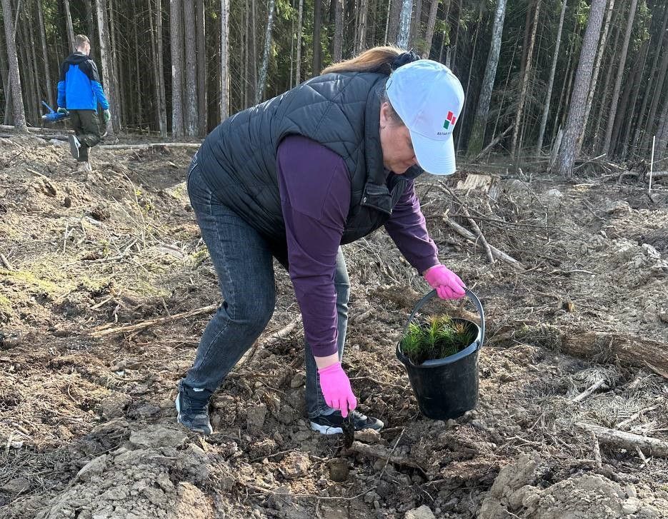 посадка леса