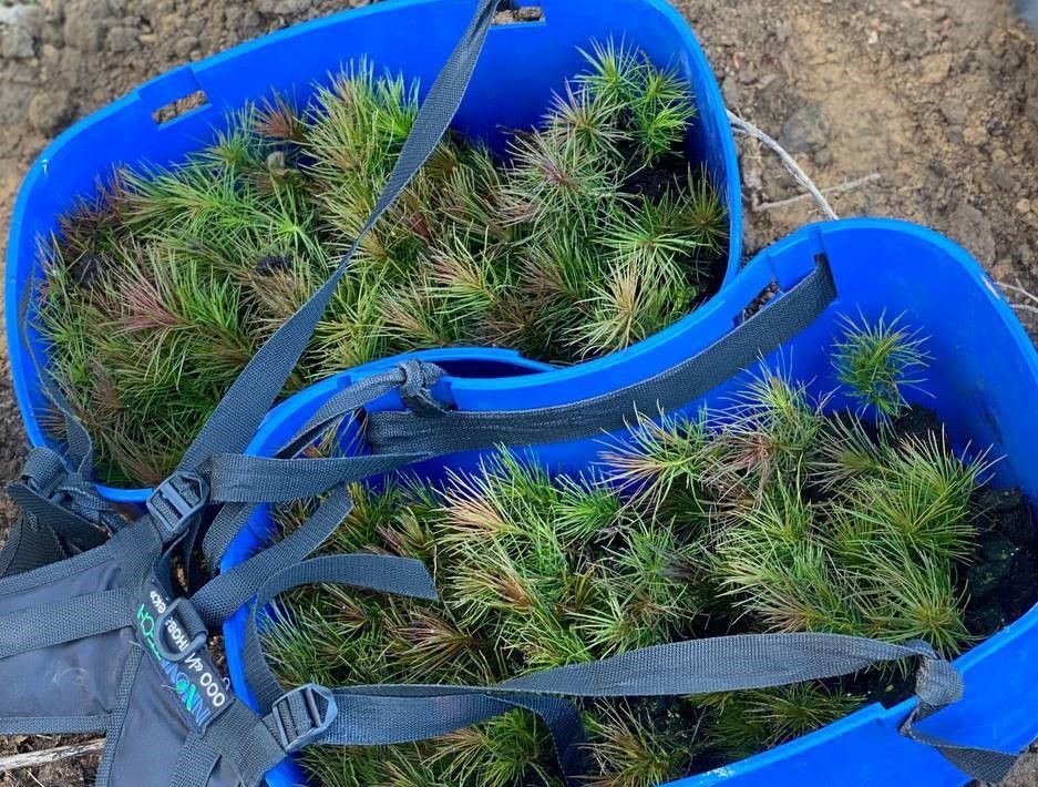 саженцы сосны