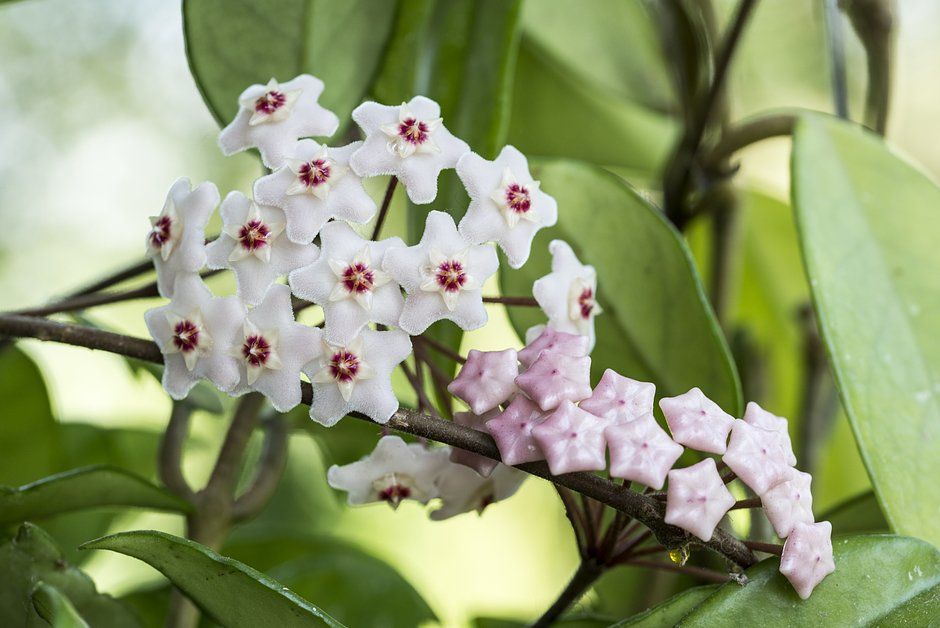 4 выносливых комнатных растения, которые не требуют частого ухода