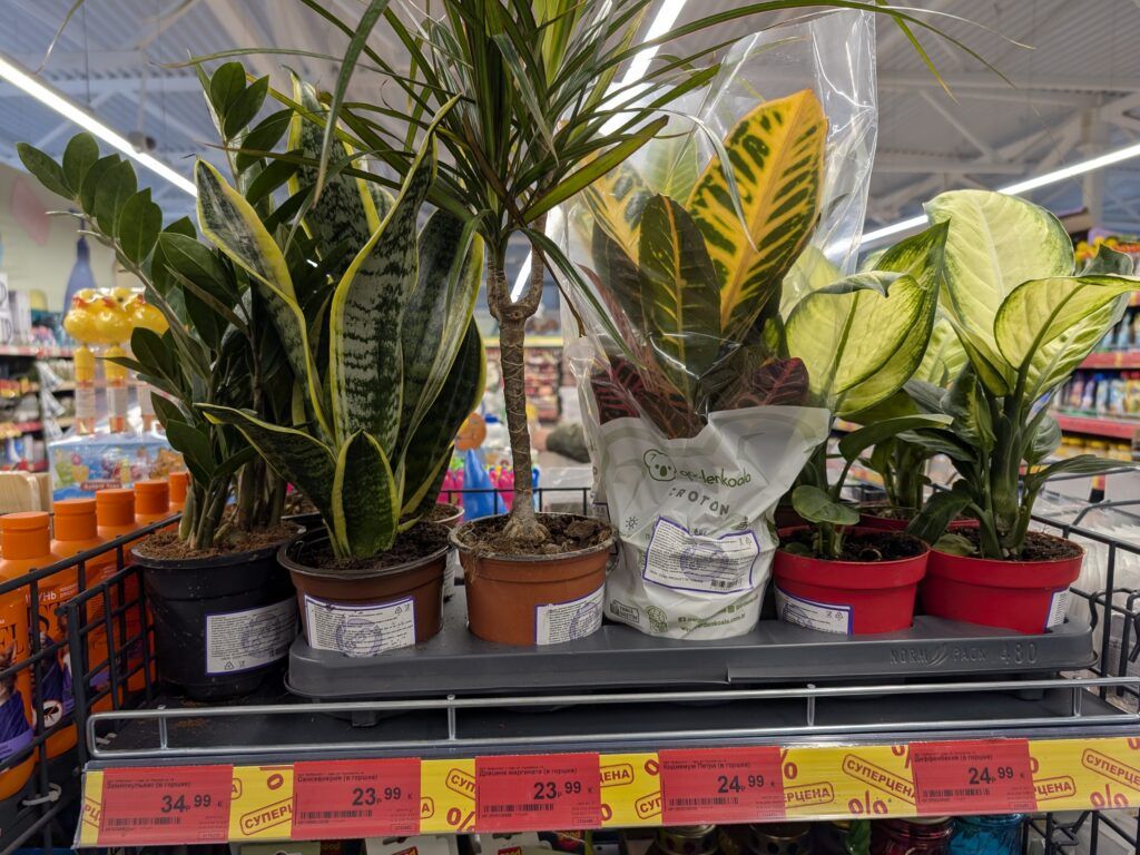 комнатные цветы