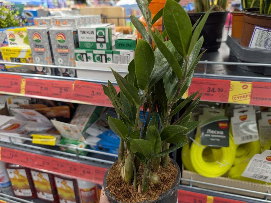 замиокулькас