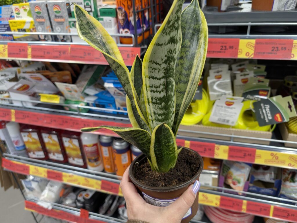 Сансевиерия