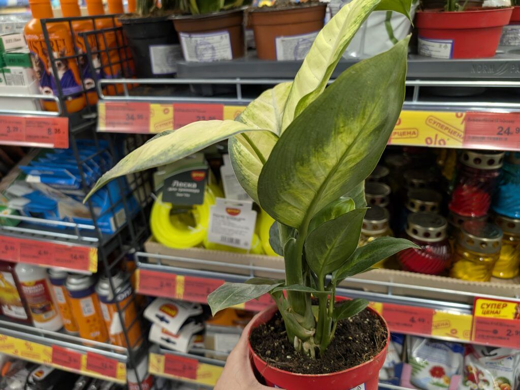 диффенбахия