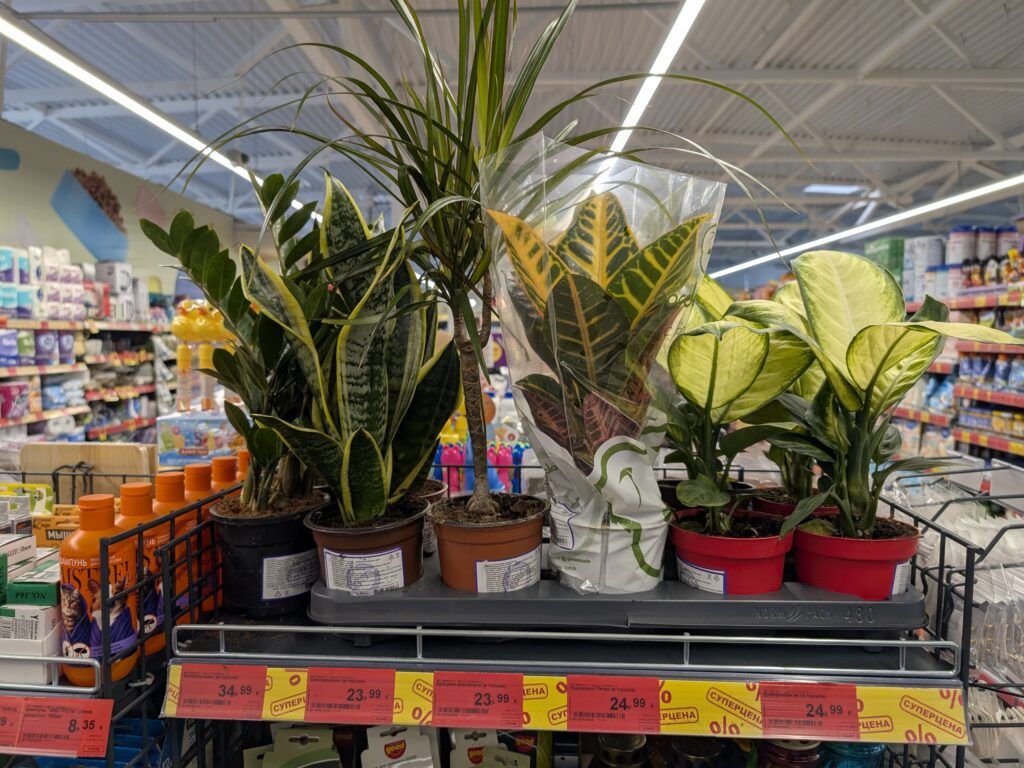 Замиокулькас, диффенбахия и драцена: какие цветы в горшках можно купить в «Копеечке» в Узде