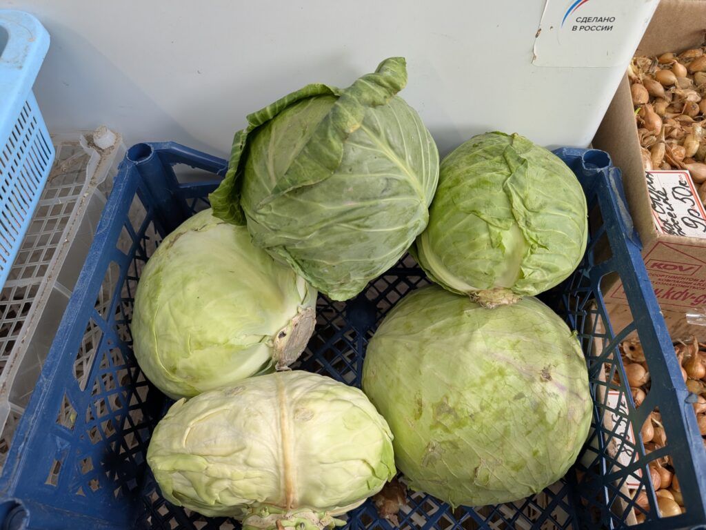 капуста