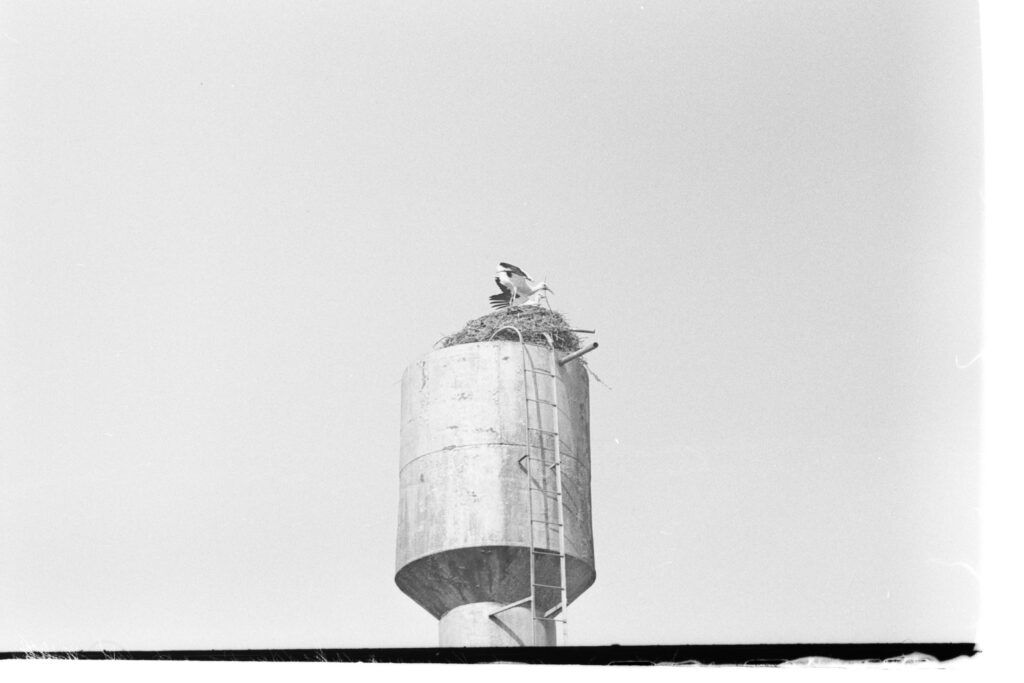 Ретрофото. Пернатые соседи