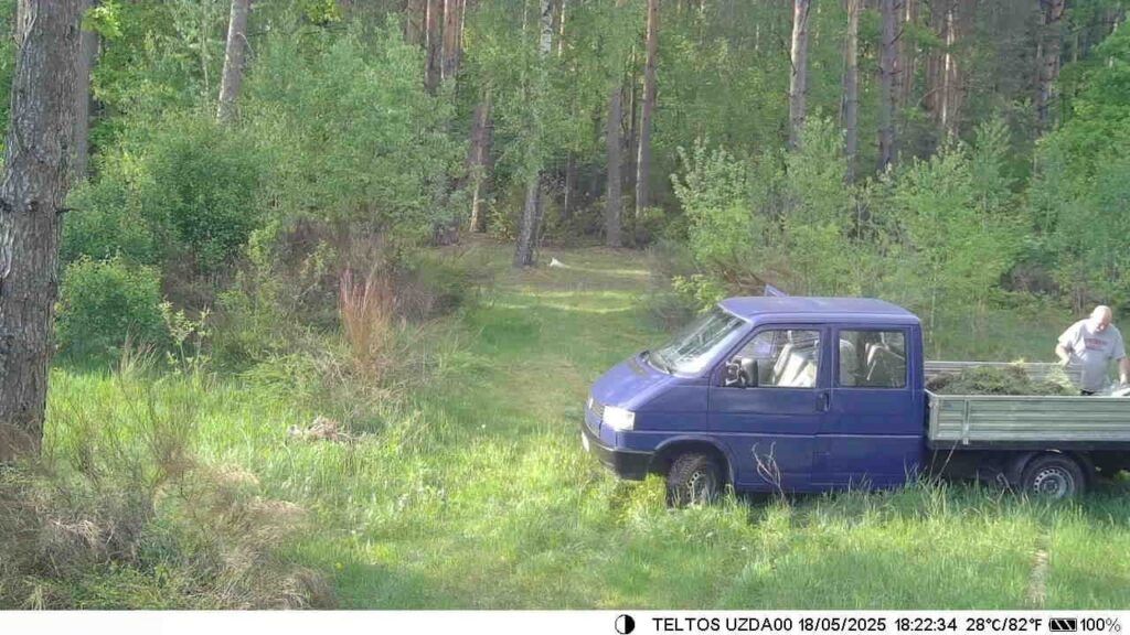 машина в лесу