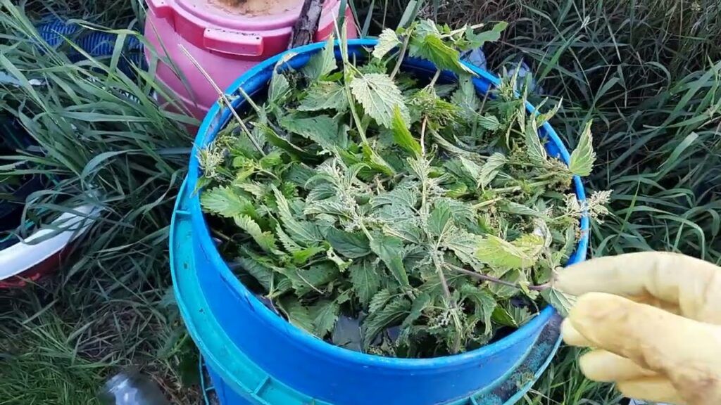 настой из крапивы для растений