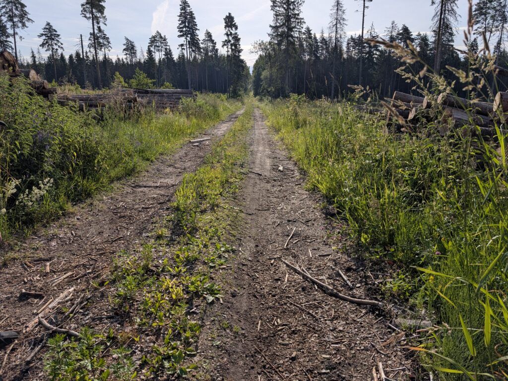 лес