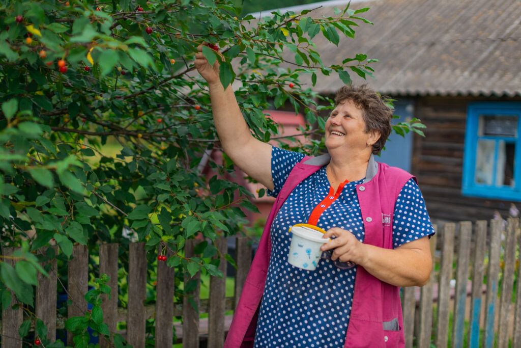 женщина собирает вишню