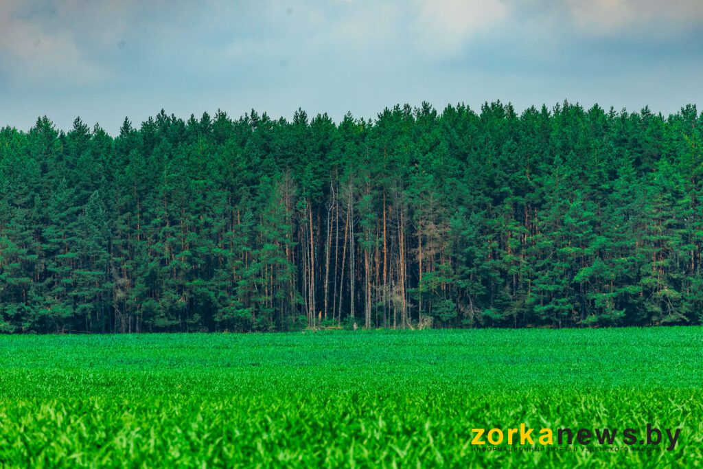 лес