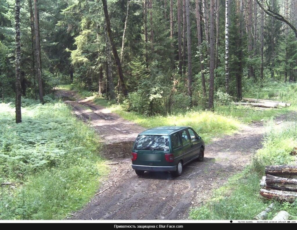 автомобиль в лесу