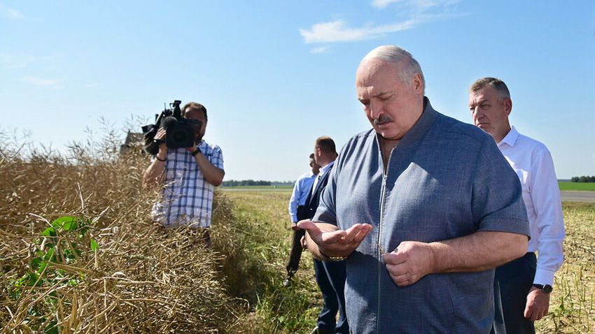 Линия Первого. Поручение Президента – не менее 6% в день. Что про уборочную говорят на Узденщине