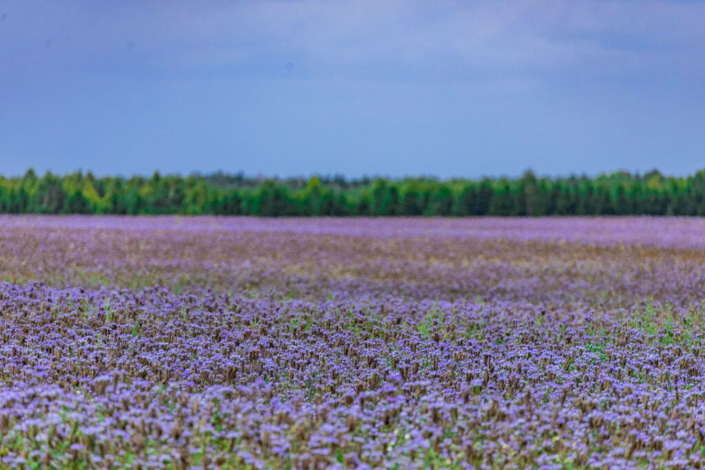 Почти как в Провансе. Что за сиреневые поля замечены в Узденском районе