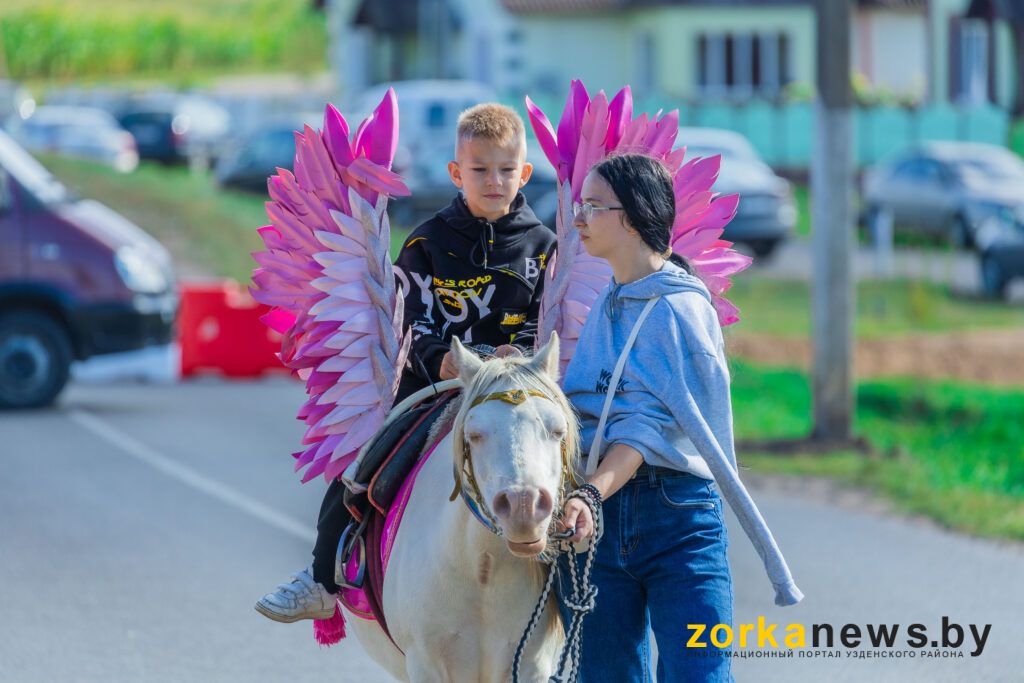 пони