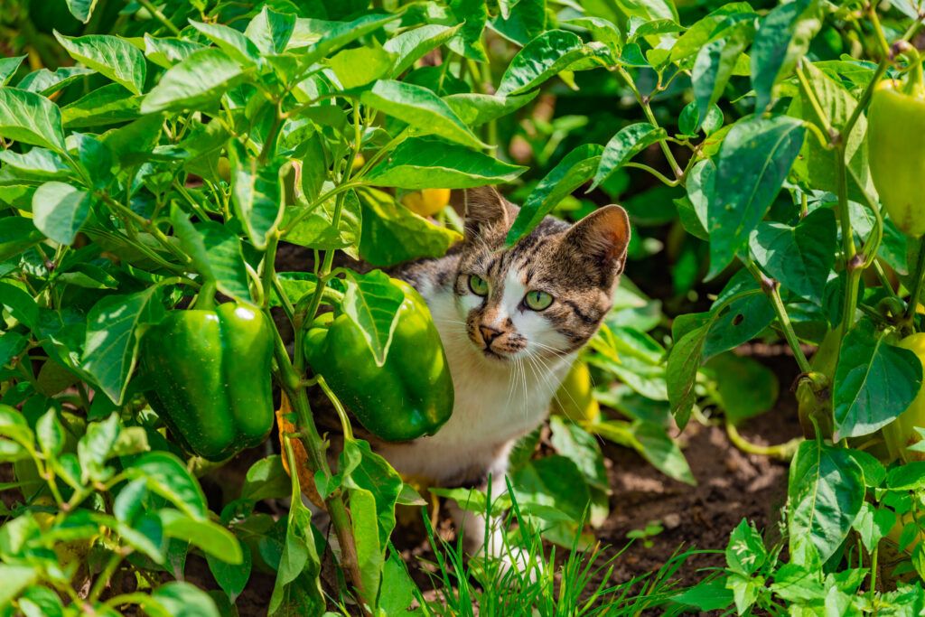 кот