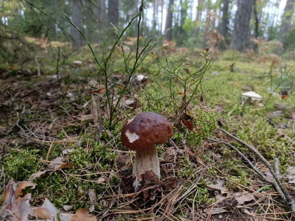 боровик